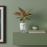 Aglaonema pink lipstick